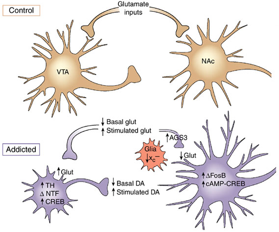 Neuroplastizität in der