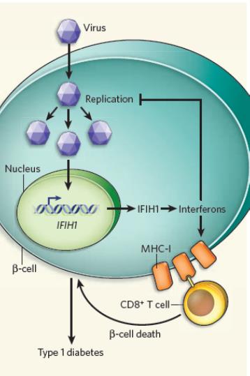 S e i t e 28 Abbildung 12: Viren infizieren die Beta-Zelle und aktivieren zytosolische Rezeptoren wie IFIH1, auch als MDA-5 bekannt.