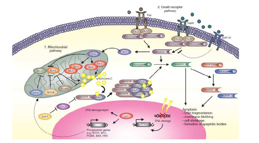 S e i t e 31 Abbildung 14: Der intrinsische Weg der Apoptose. Die pro-apoptotischen Moleküle der BH3-only-Familie führen zur Freisetzung von CytochromC aus dem Mitochondrium.