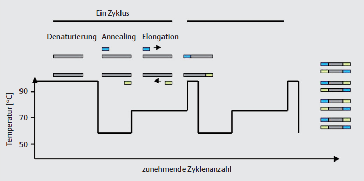 S e i t e 57 Abbildung 22: Die Polymerase-Kettenreaktion. Zunächst kommt es zur Denaturierung der Doppelstrang-DNA in zwei einzelsträngige DNA-Stränge.