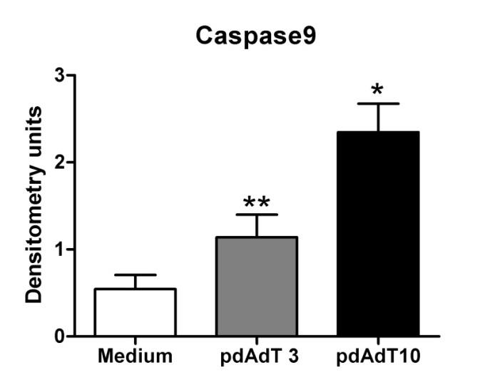 densitometrische Einheiten S e i t e 79 Procaspase 9 Caspase 9 Beta-Tubulin vehikel poly(da:dt) 3 poly(da:dt) 10 Abbildung 45: Poly(dA:dT) aktiviert Caspase 9 in MIN6-Zellen.