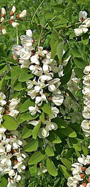 Robinie (Robinia pseudoacacia) Herkunftsregion: östliche USA Ersteinfuhr: ca.