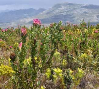 Invasive Baumarten im südlichen Afrika ein Beispiel Westliche Kapregion: eigenes Florenreich Vegetation: Fynbos, Renosterveld >8000 Pflanzenarten, > 60% endemisch; heimische Baumarten fehlen,
