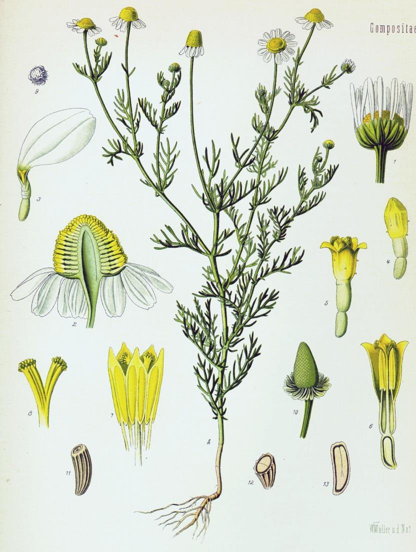 Kamille Illustration aus Köhler's Medizinal-Pflanzen Weibliche