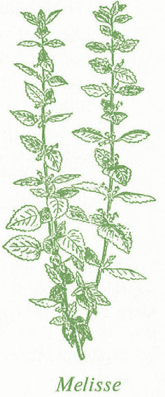 Melisse - Zitronenmelisse (Melissa officinalis): Verwendet werden die Blätter und zwar vor der Blütezeit, um den erfrischenden Duft zu erhalten.