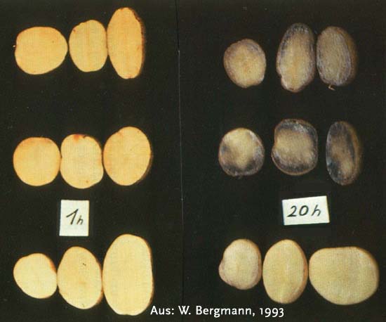 Kartoffelknollen mit K-Mangel K-Gehalt: 19,8 g kg -1