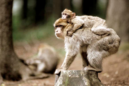 ANIMAL PLANET Die Programm-Highlights im Juni 2010 Im Juni sind auf ANIMAL PLANET die Affen los: In der deutschen Erstausstrahlung Der Affenwald von Staffordshire dokumentiert der Tier- und