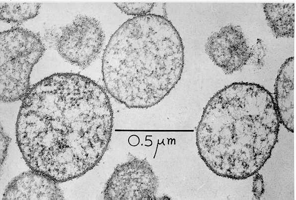 Mycoplasmen / Mollicutes 5 Winzige parasitär (intra-/extrazellulär) lebende Bakterien Kleinstes bekanntestes Genom ~582.