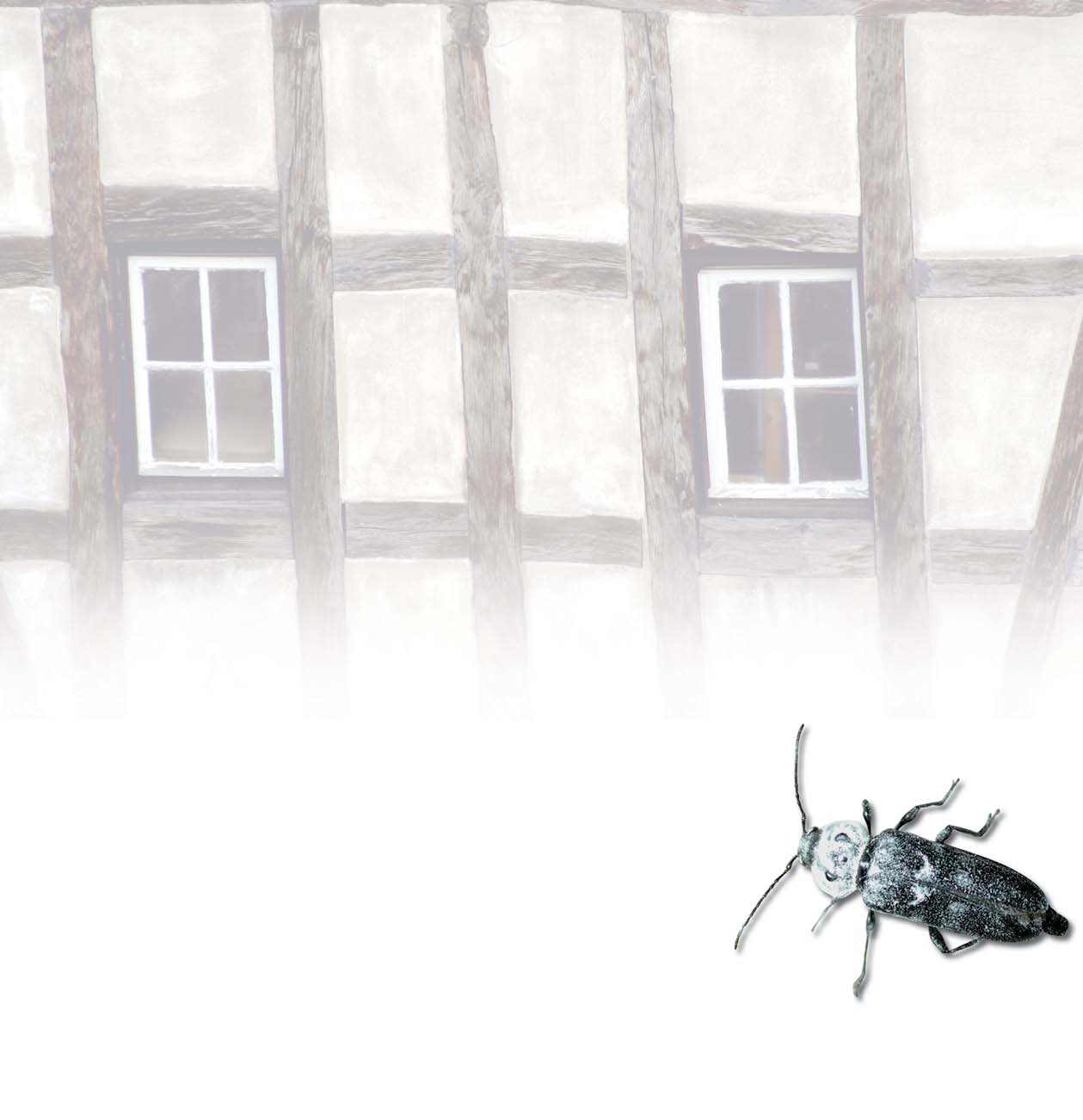Holzzerstörende Insekten Befallsmerkmale, Monitoring, Langzeituntersuchungen und Begleitung von Bekämpfungsmaßnahmen in historischen Gebäuden Uwe Noldt (Hamburg) 1 Langzeituntersuchungen zur
