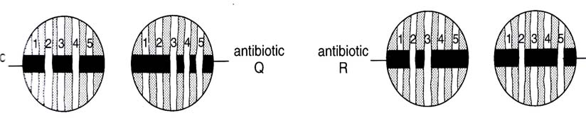 VIII. Die Wirkung der Antibiotika 8 Punkte Die weite Verbreitung der Antibiotika führte zu unerwarteten Spätfolgen: immer mehr, früher wirksam heilende Antibiotika wurden wirkungslos. 1.