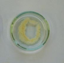 5. Versuchsaufbau Abb. 1: Reagenzgläser mit Wasser und livenöl, rechts zusätzlich mit livenölseife Abb. 2: Petrischale mit Wasser und Bärlappsporen nach Zugabe eines Tropfens Seifenlösung 6.
