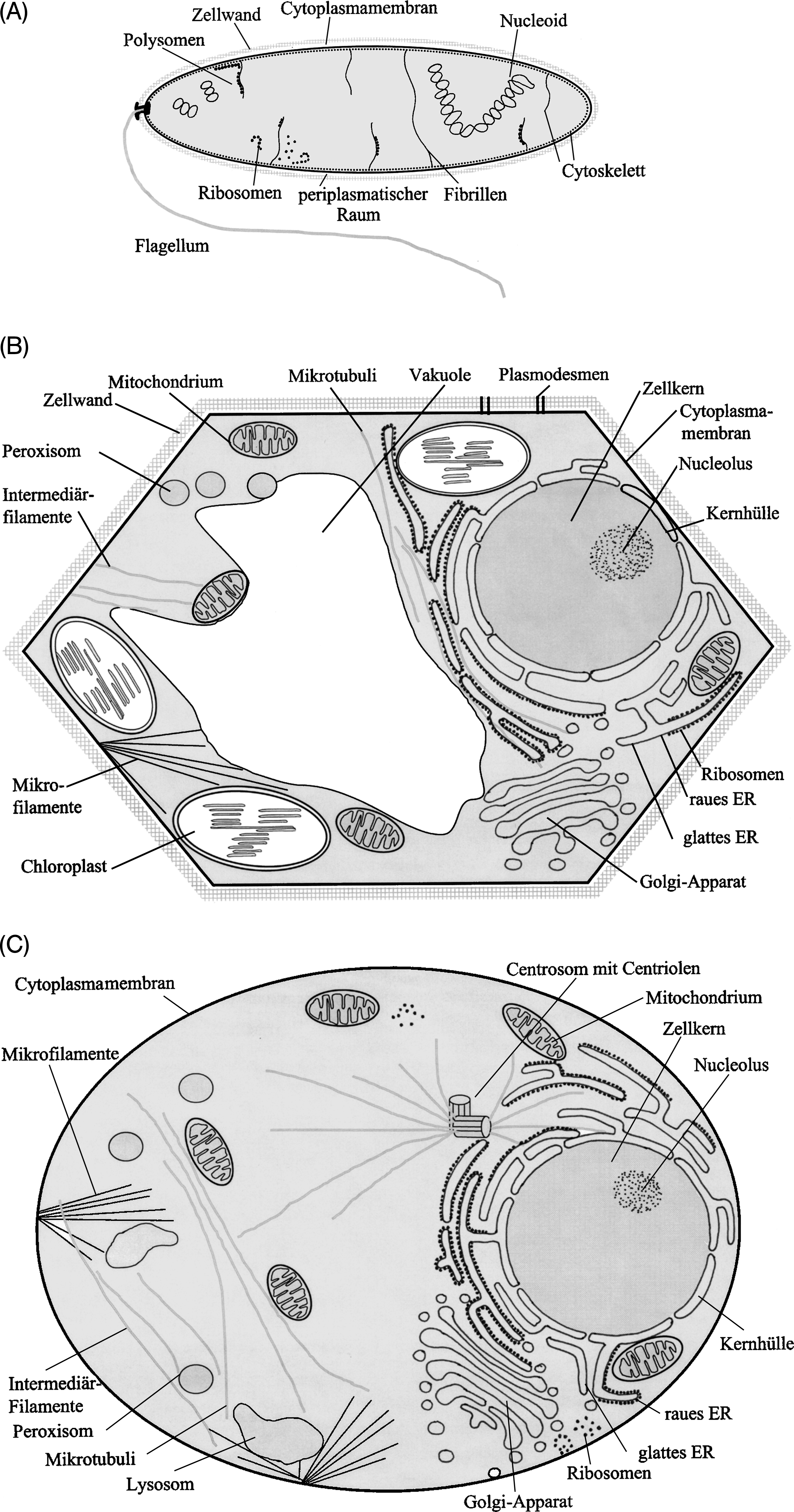 4 Abb. 1.2 Schematischer Aufbau prokaryotischer und eukaryotischer Zellen.