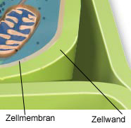 Konzepte: Typisch: Zellwand Pflanzenzellen sind zusätzlich zur Zellmembran von einer Zellwand aus Cellulose umgeben.