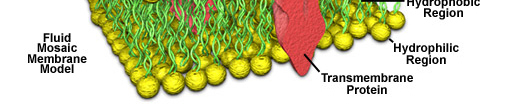 Praxis: Plasmolyse Semipermeabilität Biomembranen sind semipermeabel: Kleine unpolare Moleküle lösen sich leicht in der Lipidschicht.