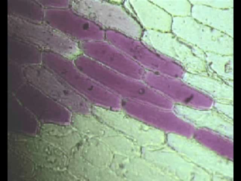 Praxis: Zelltypen Küchenzwiebel (Allium cepa L.), Lauchgewächse (Alliaceae) Abschlussgewebe Bei der Teilung wird die neue Zellplatte durch Actinstränge zurechtgerückt.