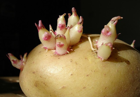 Praxis: Zelltypen Kartoffel (Solanum tuberosum L.