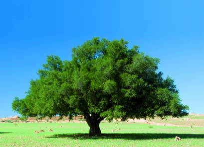 Stem_CellsBro_080812 08.08.2012 18:34 Uhr Seite 7 Der Arganbaum (Argania spinosa) wächst 8-10m hoch und wird bis zu 150 200 Jahre alt. Er gehört zur ältesten Baumart der Erde, ca. 80 Mio.