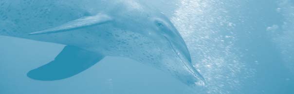 Mythos Delfintherapie Letzte Rettung für Patienten oder Geschäftemacherei auf Kosten der Tiere?