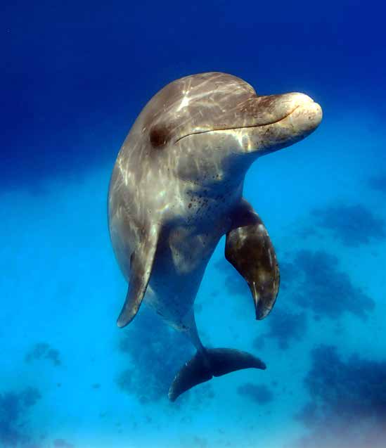 Ein verantwortungsvoller Tourveranstalter Sorgt für geringstmögliche Einwirkungen auf Delfine und Umwelt Für den Veranstalter hat das Wohl der Tiere oberste Priorität.