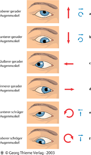 Augenmusk el ermögliche n die Augenbewe gungen Die Hauptwirkung der Augenmuskeln ist rot gezeichnet.