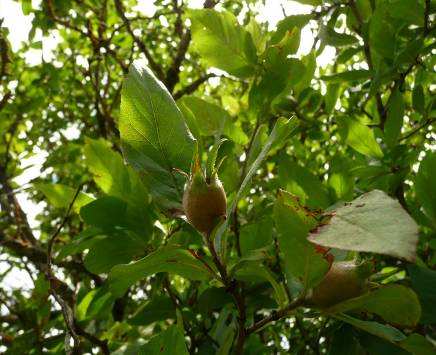 Petrorhagia prolifera (Caryophyllaceae) Prunus divaricata (Rosaceae) Rumex induratus (Polygonaceae) Seseli libanotis (Apiaceae) Sisymbrium loeselii (Brassicaceae) Spiraea hypericifolia (Rosaceae)