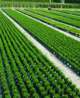 62 l 63 Bei der regionalen Verteilung des Blumen- und Zierpflanzenbaus fällt die große Bedeutung der Region Weser-Ems sowohl für den Freiland- als auch für den Unterglasanbau auf.