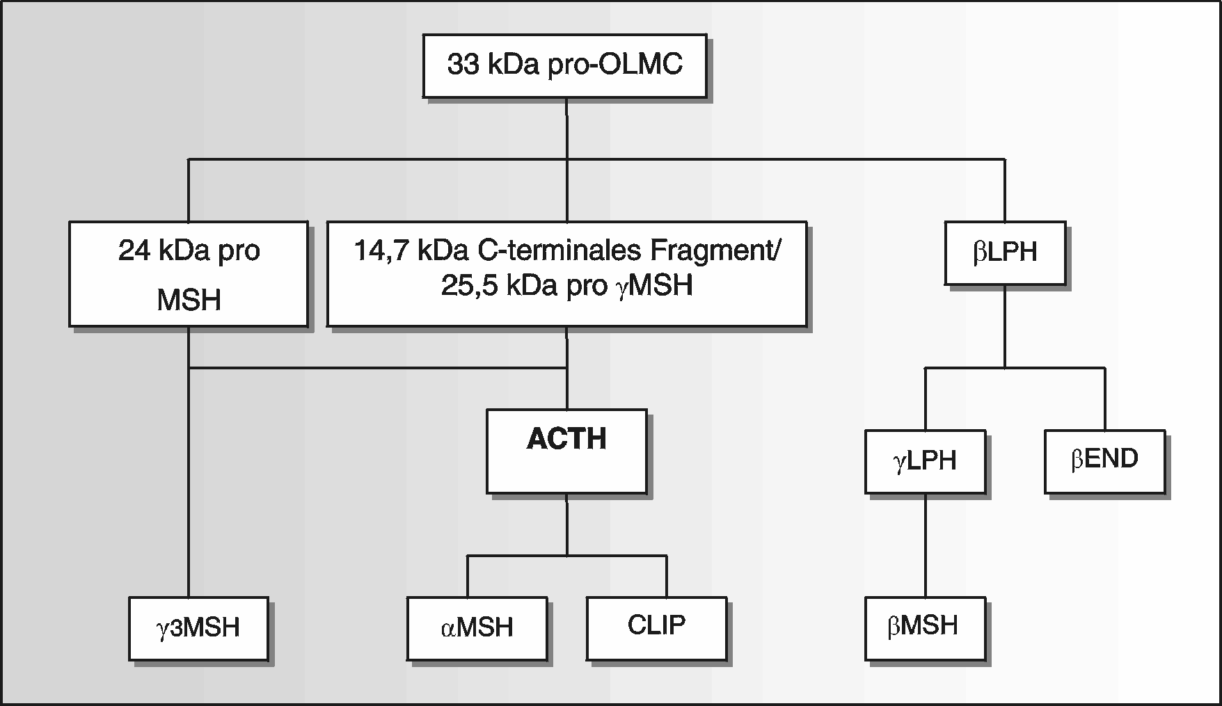 Literatur Abb. 2: Pro-OLMC-Peptidsynthese in der Pars intermedia gesunder Pferde (nach Froin et al. 1998) ACTH wird in Pulsen sezerniert (Livesey 1988).