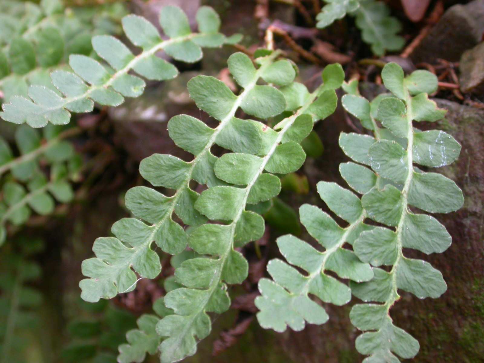 Storchschnabel (Geranium sanguineum), die Knackerdbeere oder Hügel- Erdbeere (Fragaria viridis), die Schwalbenwurz (Vincetoxicum hirundinaria) sowie die Wohlriechende Weißwurz (Polygonatum odoratum).