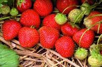 Erdbeeren, Fragaria für den Hausgarten Standardgröße T cm, rund, VPE = 18 Stück, ab KW 10 Remontierende = Immertragende Sorten Ostara, weiß, mittelgroßfruchtig ideal für den Hausgarten t z l 20 cm O