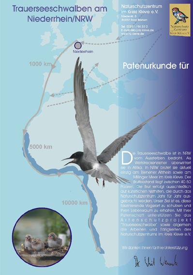 A. Vossmeyer: Artenschutzprojekt Trauerseeschwalbe am Niederrhein 55 Vorjahr (mind. 36 Brutpaare) deutlich erhöht. Es schlüpften 94-95 Küken von denen min. 32, max. 42 flügge wurden.