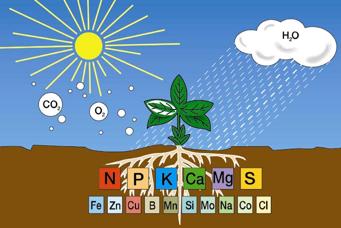 Mineraldünger Neben Wärme, Licht, Wasser und Luft benötigen Pflanzen für ein gesundes Wachstum eine Reihe von Nährstoffen Die drei Hauptnährstoffe N Stickstoff: Steuert das Pflanzenwachstum Motor des