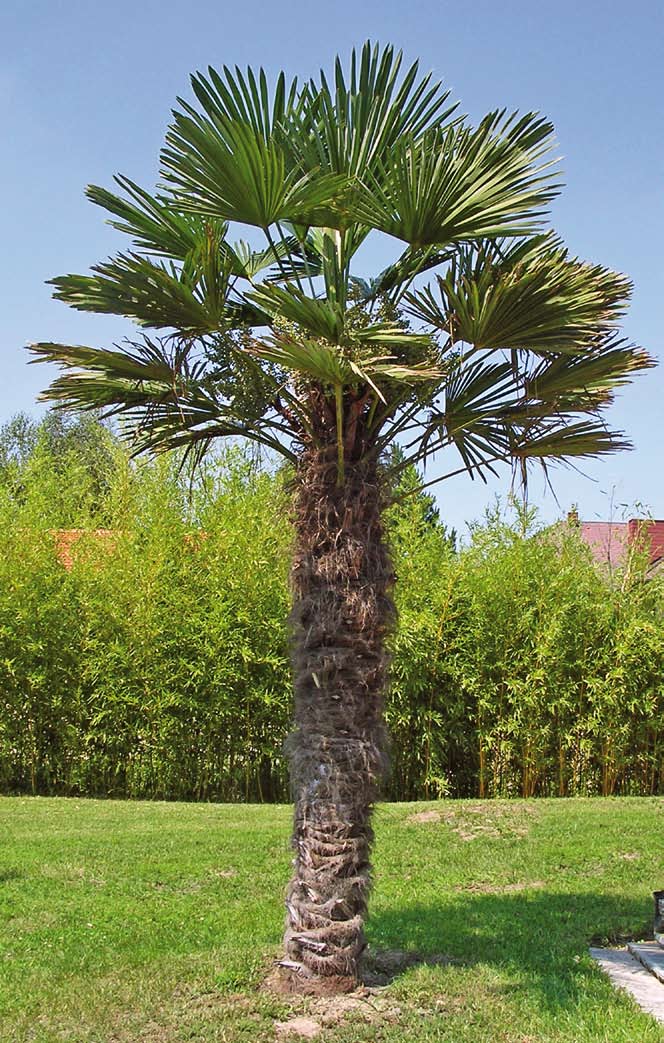 008 Im Jahr 2000 wurde diese 3,50 m hohe Trachycarpus wagnerianus gepflanzt und in den ersten Wintern mit Styropor geschützt. Seit zwei Jahren wird nur vor extremen Frösten geschützt.