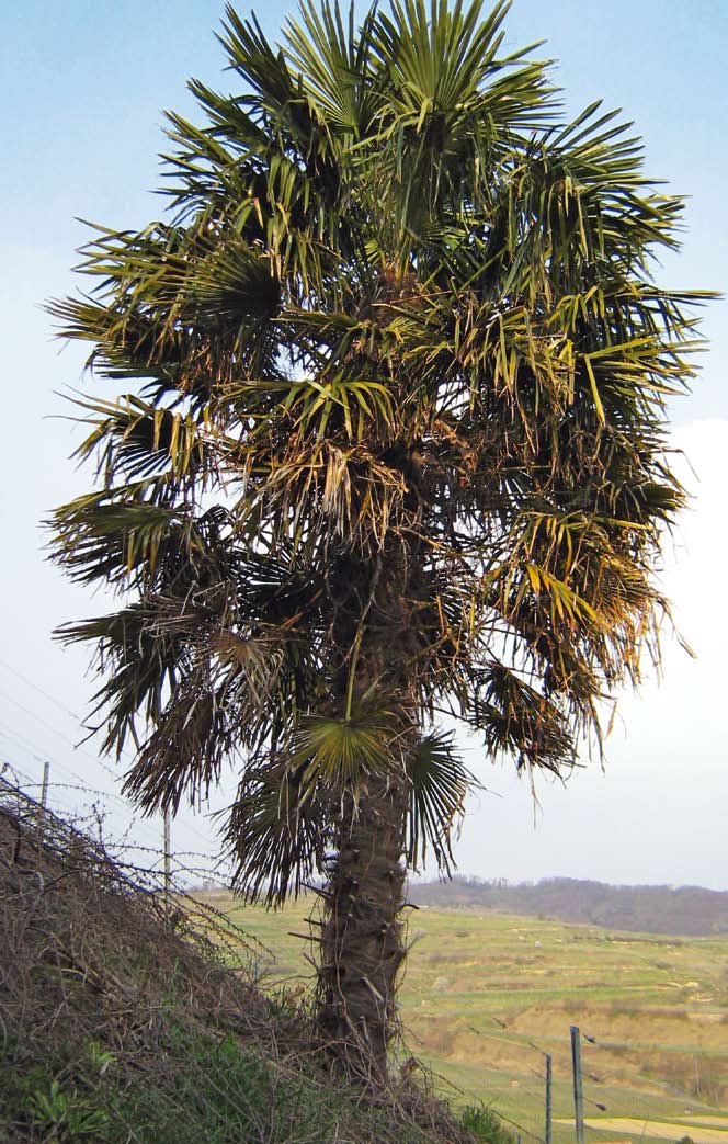 Inhalt Inhalt 003 Diese fast 6 m hohe Hanfpalme (Trachycarpus fortunei) steht seit den 80er Jahren inmitten der Weinreben vom Weingut Blankenhornsberg am Kaiserstuhl, einem der wärmsten Orte