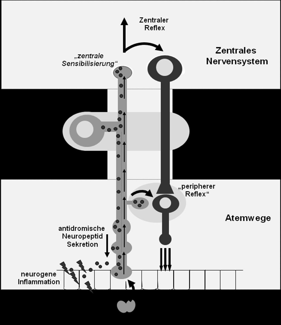 Abbildung 2: Konzept der neurogenen Entzündung der Atemwege.
