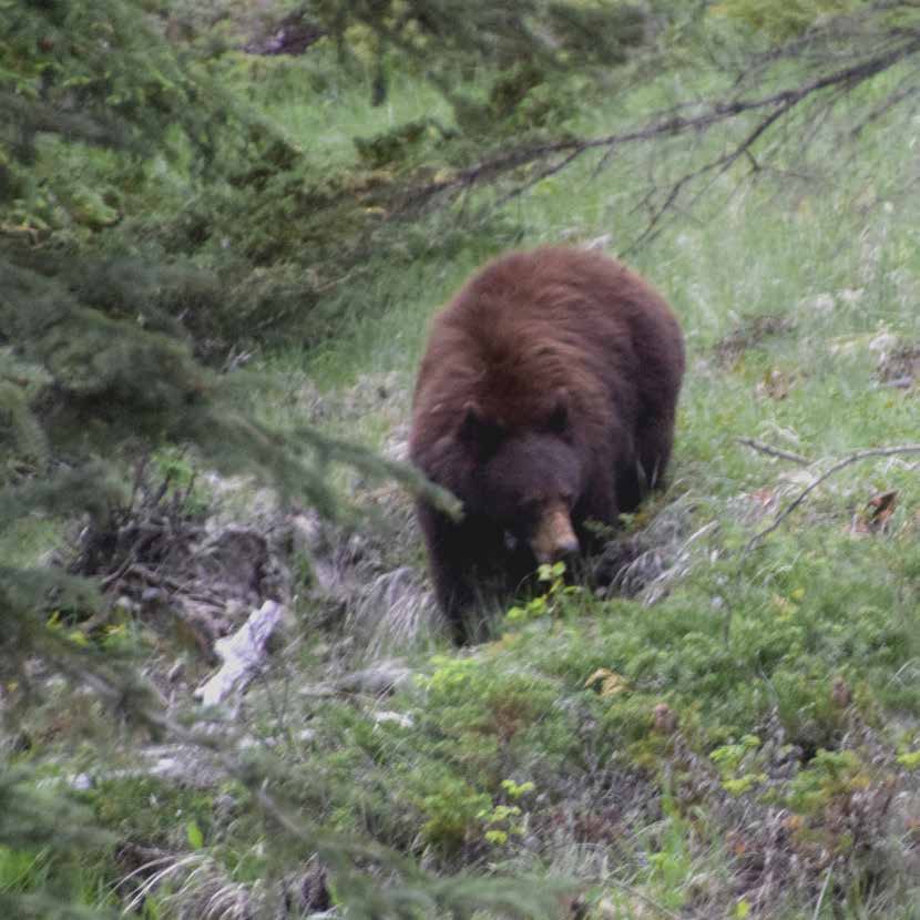 Kanada 2015 31 Junger Schwarzbär oder