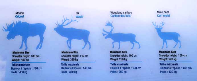 Kanada 2015 33 Hirscharten in Kanada In Nordamerika gibt es vier verschiedene Hirscharten, die alle in und um die Rocky Mountains zu finden sind.