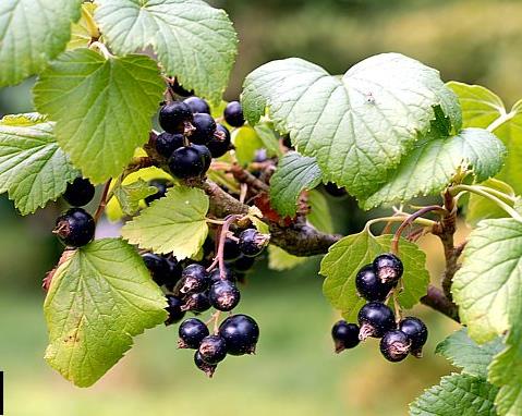 Schwarze Johannisbeere Ribis nigri fructus Ribes nigrum (Grossulariaceae) Inhaltsstoffe: Anthocyane (bis zu 2 %, unter anderem Cyanidin-3-glucosid, Cyanidin-3-rutinosid und Delphinidin-3- rutinosid),
