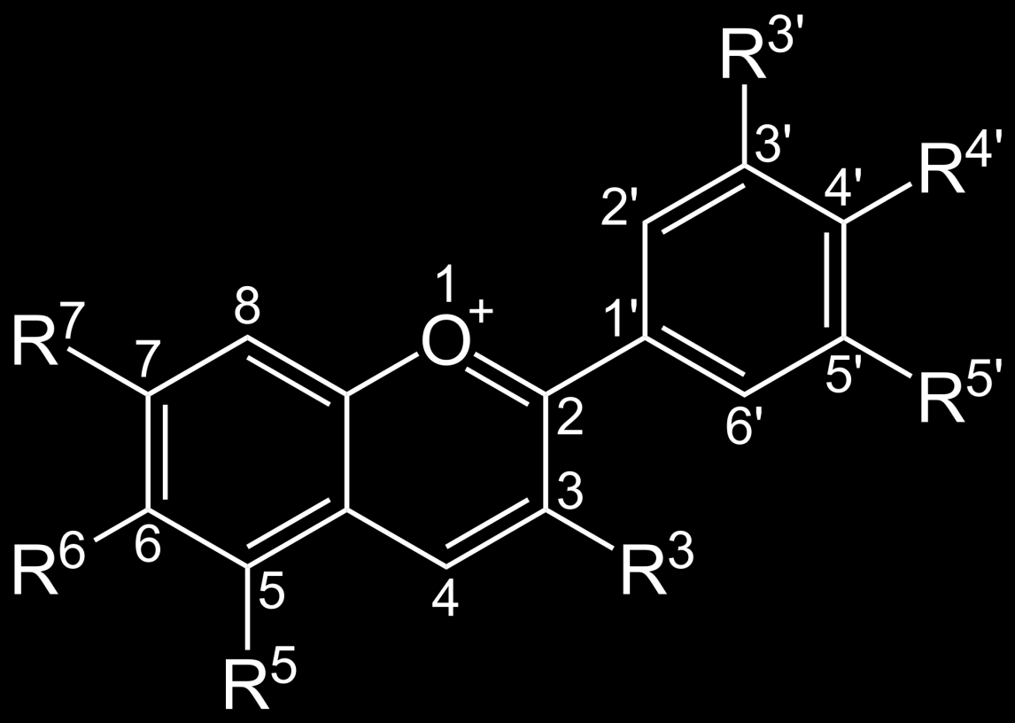 Anthocyane Anthocyane sind glykosidische, wasserlösliche 2- Phenylchromenolderivate, die in keiner höheren Pflanze fehlen; Sie bedingen die rote,