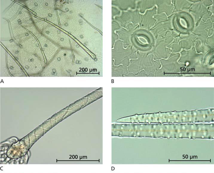 Agrimoniae herba - Mikroskopische Merkmale A Zahlreiche lange, gerade oder gebogene, einzellige, dickwandige Deckhaare ( Rattenschwanzhaare ; auf beiden Blattseiten).