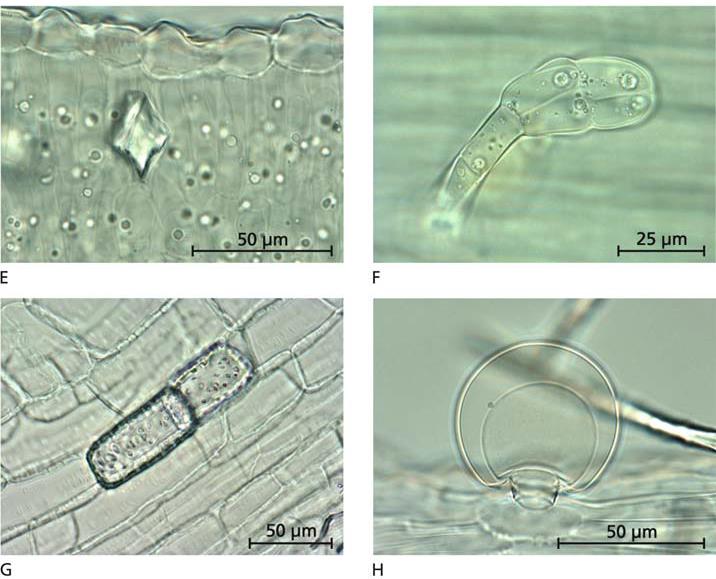 Agrimoniae herba - Mikroskopische Merkmale E Oxalatkristall im zweireihigen Palisadengewebe (Blattquerschnitt bifacial).