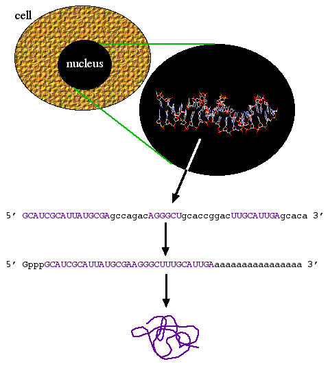 DNA -> Protein Central Dogma DNA RNA Protein RNA editing 5 CAP 3 PolyA Tail Splicing