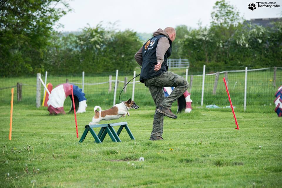 Breitensport-Turnier des Hunde-Club Kelmis am 17.05.2015 Petrus muss ein großes Herz für Hunde haben!