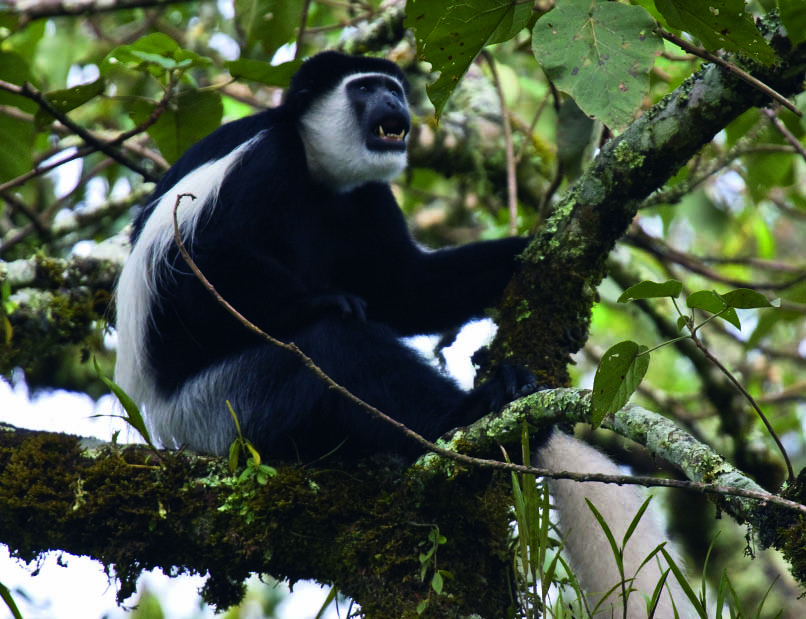 Grenzenlose Vielfalt: Der undurchdringliche Regenwald bietet unzähligen Tierarten wie