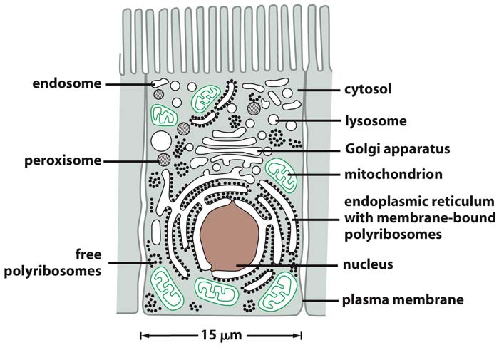 Figure 12-1 Molecular Biology of