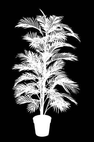 Papyrus Cyperus 122 cm 1010 Blätter Papyrus Plant 105 cm 20 Blätter Papyrus Plant 150 cm 29