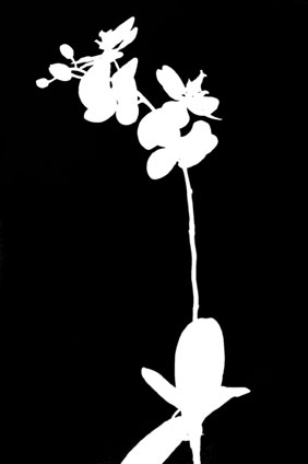 Phalaenopsis Bush Varietät: White 45 cm Phalaenopsis Bush Varietät: White 60 cm