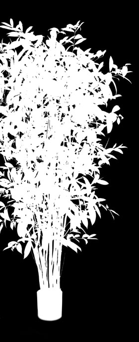 Dracaena Surculosa Tree 90 cm 367 Blätter 120 cm 527 Blätter 150 cm 800 Blätter