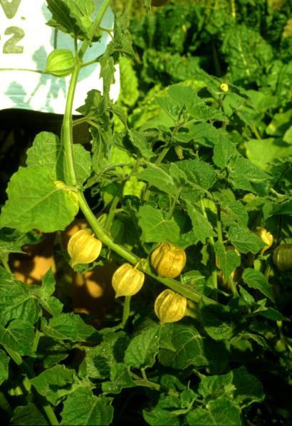 Andenbeere (Physalis peruvianum