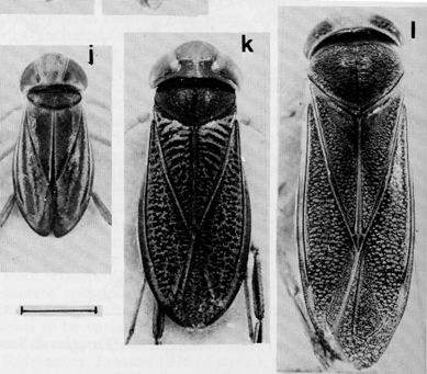Unterfamilie Cymatiainae, Gattung Cymatia 1 Hell/Dunkel-Zeichnung der Hemielytren longitudinal (in Längsrichtung) (Abb. 16i), KL < 5 mm Cymatia coleoptrata (F.