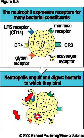 Die Erkennung von Pathogene, Phagozytose Neutrophile exprimieren Rezeptoren für bakterielle Bestandteile Neutrophile nehmen das gebundene Bakterium auf und verdauen es PRR= Pattern Recognition